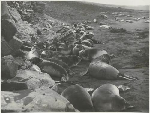 Elephant seal pups in a secluded corner of Atlas Cove, Heard Island, Antarctica, ca. 1930 [picture] / Frank Hurley