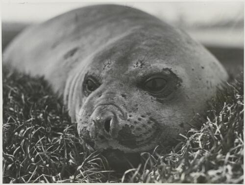 Young elephant seal lying on tussock grass, Heard Island, Antarctica, ca. 1930 [picture] / Frank Hurley