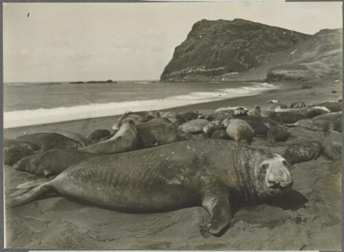 Elephant seals on a beach, Antarctica, ca. 1930 [picture] / Frank Hurley