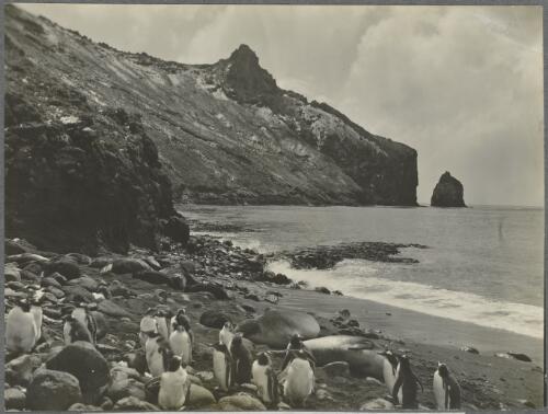 Penguins and elephant seals on a beach, Crozet Islands, ca. 1930 [picture] / Frank Hurley