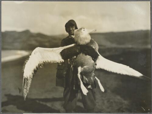 Dr Ingram holding a young albatross captured at Crozet Island, ca. 1930 [picture] / Frank Hurley