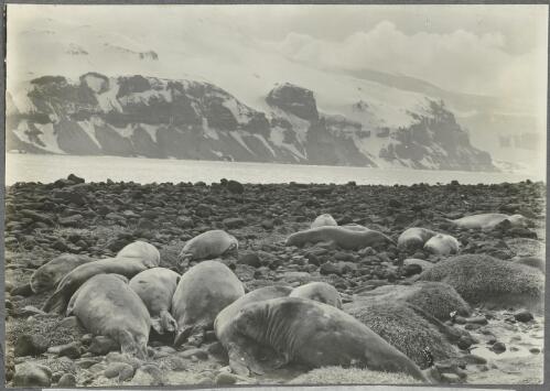 Southern elephant seals, Heard Island, ca. 1930 [picture] / Frank Hurley