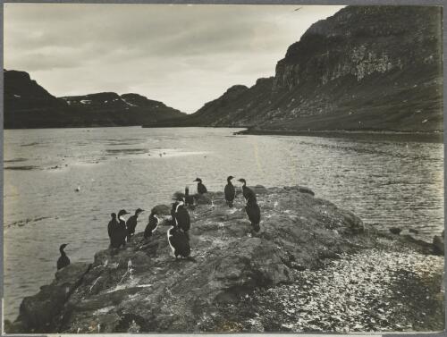 Cormorants on a rocky shore, Kerguelen Islands, ca. 1930 [picture] / Frank Hurley