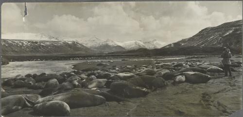 Elephant seals on the rocks, Crozet Islands, ca. 1930 [picture] / Frank Hurley