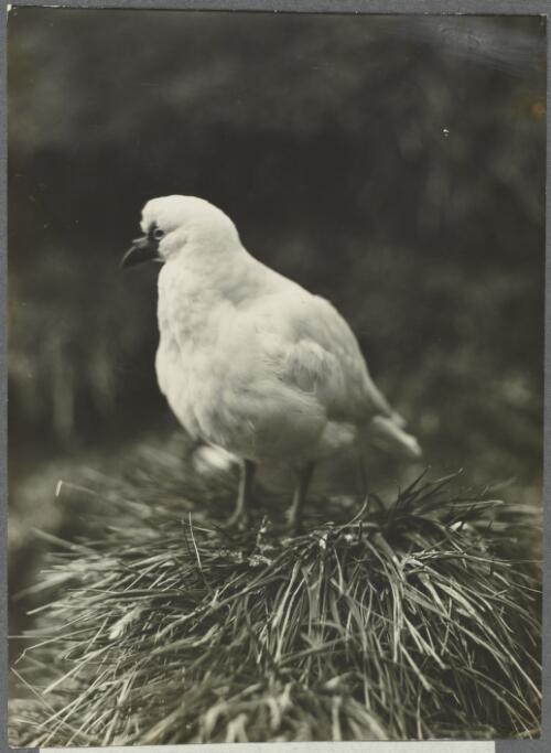 Sheathbill, Crozet Islands, ca. 1930 [picture] / Frank Hurley