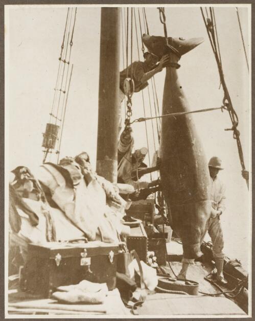 Dugong male caught at Lacepede Islands, Western Australia, 1926 [picture]