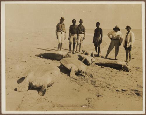 Turtles on their backs on Lacepede Islands, Western Australia, 1926 [picture]