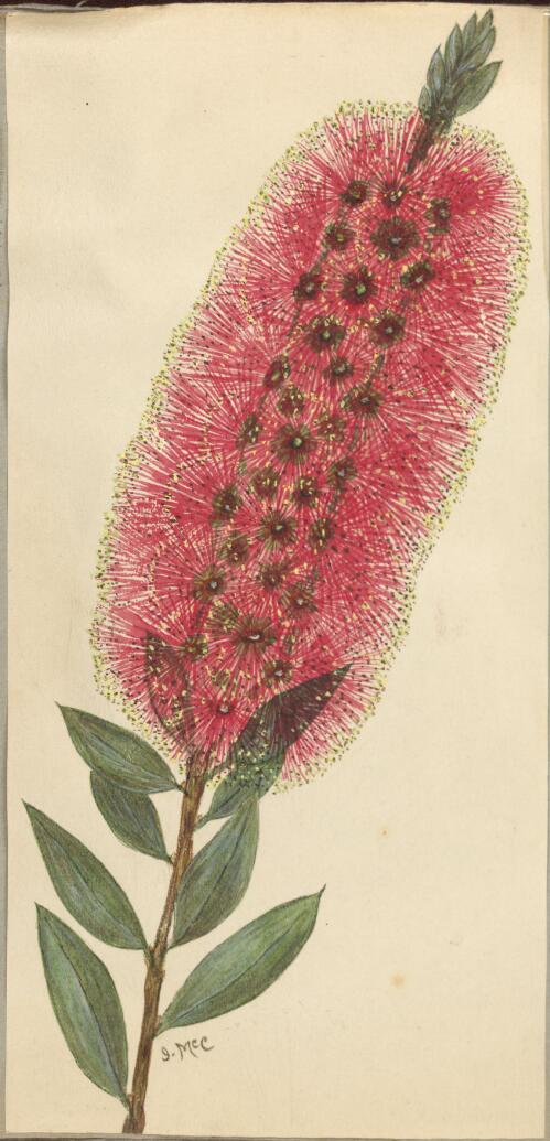 Red bottle brush, Callistemon lanceolatus, Cremorne, New South Wales [picture] / Ida McComish