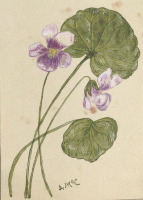 Viola hederacea, wild violets, Botany Bay, New South Wales [picture] / Ida McComish