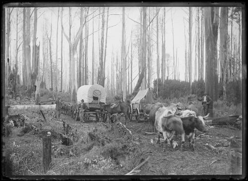 Wagons passing on a road near Beech Forest, Victoria, approximately 1905 / John Flynn