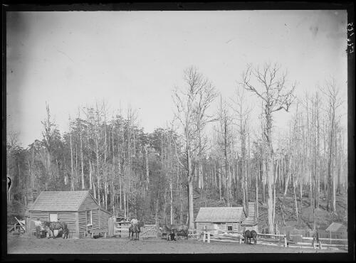 Selector's homestead in the bush at Beech Forest, Victoria, approximately 1905 / John Flynn