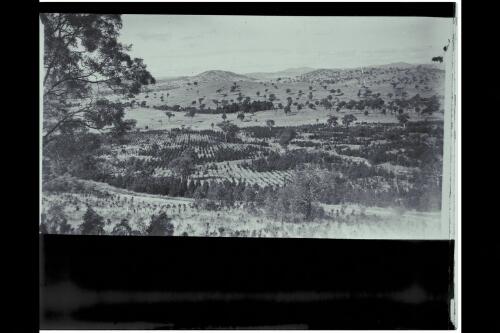 Early planting, Mount Stromlo, 1920 [picture] / W.J. Mildenhall