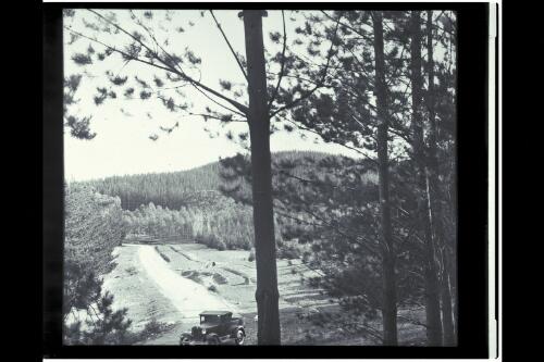 Pine plantation, Mount Stromlo [picture] / W.J. Mildenhall