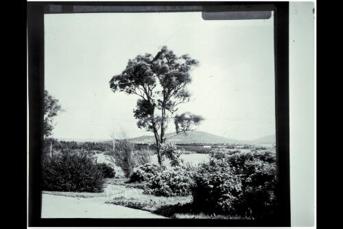 View to Mount Majura from Gungahlin Homestead [picture] / W.J. Mildenhall