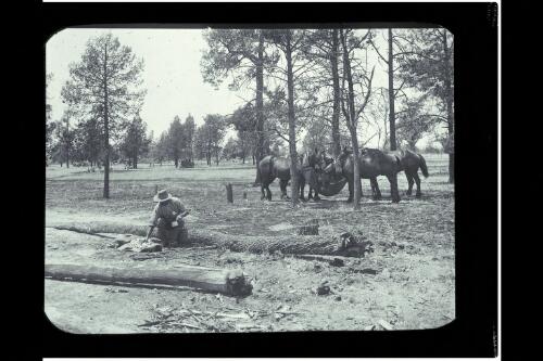 Man and draught horses having a meal break in native pine forest [picture] / W.J. Mildenhall