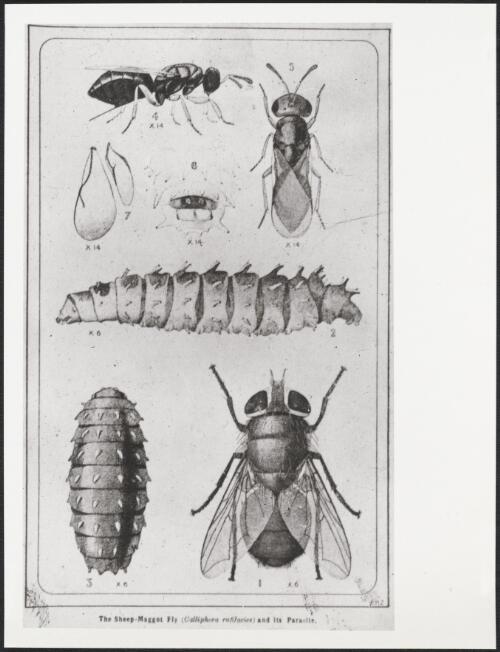 The sheep-maggot fly (Calliphora rufilacies) and its parasite [picture] / W.J. Mildenhall
