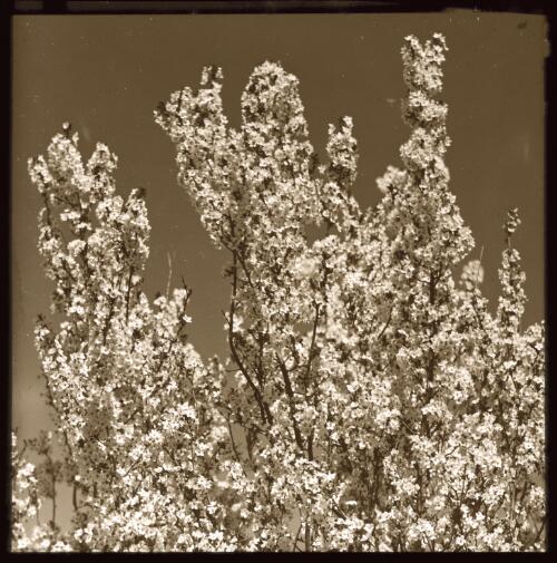 Prunus in flower, 1 [transparency] / W.J. Mildenhall