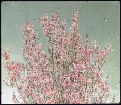 Prunus pissardii in bloom [transparency] / W.J. Mildenhall