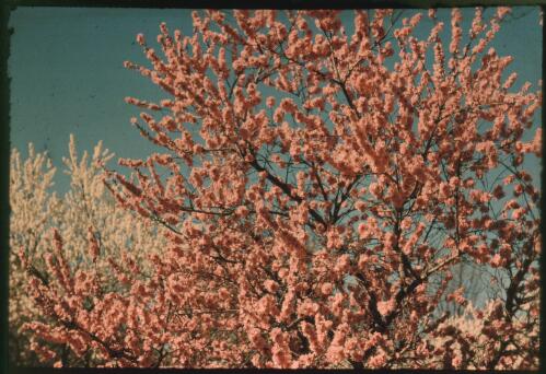 Prunus in colour, 2 [transparency] / W.J. Mildenhall