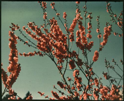 Prunus in flower, 2 [transparency] / W.J. Mildenhall