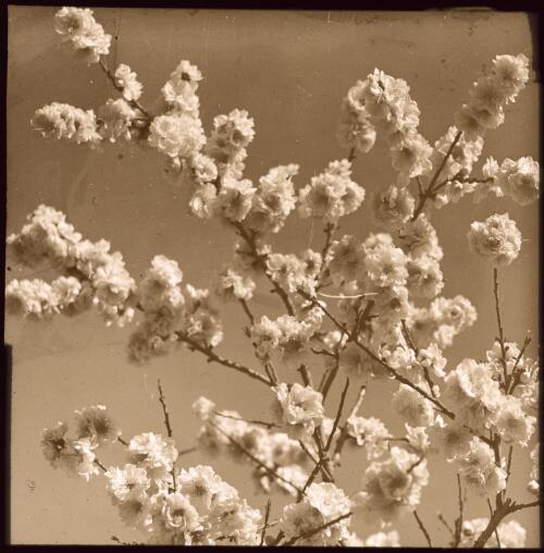 Prunus in bloom, 1 [transparency] / W.J. Mildenhall