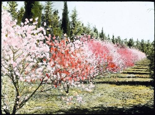 Prunus in bloom, 2 [transparency] / W.J. Mildenhall
