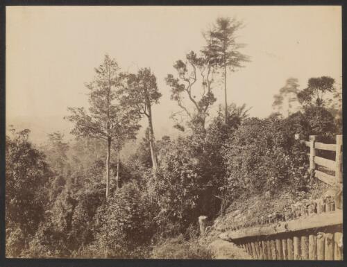 Dense bush on the roadside, Bulli Pass, New South Wales, ca. 1885 [picture] / Charles Bayliss