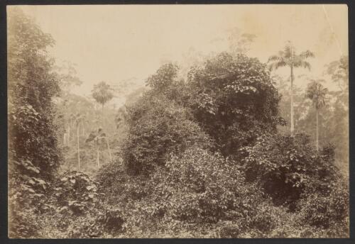 Forest on the Bulli Pass, New South Wales, ca. 1885 [picture] / Charles Bayliss