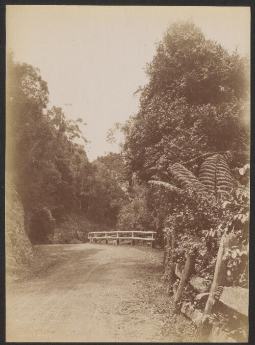 Road through the Bulli Pass, New South Wales, ca. 1885 [picture] / Charles Bayliss