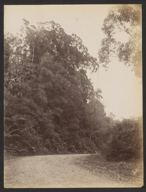 Road through the forest on the Bulli Pass, New South Wales, ca. 1885 [picture] / Charles Bayliss