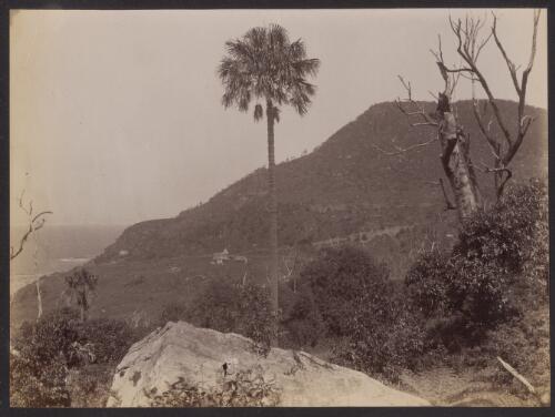 View of Coalcliff, New South Wales, ca. 1885 [picture] / Charles Bayliss