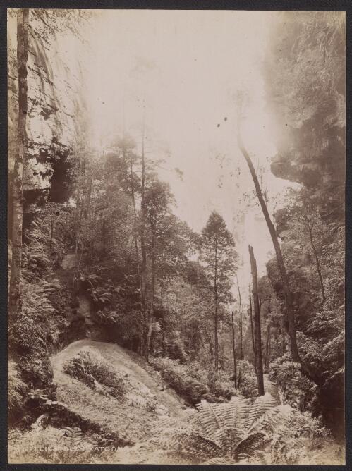 Nellie's Glen near Katoomba, New South Wales, ca. 1885 [picture] / Charles Bayliss