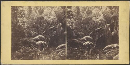 Fern Tree Gully, Victoria, 1 [picture] / Alfred Morris
