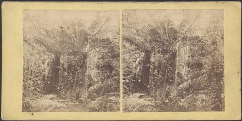 Fern Tree Gully, Victoria, 2 [picture] / Alfred Morris
