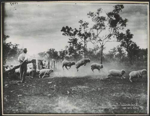 Drover counting sheep, New South Wales, ca. 1920 [picture] / Charles Kerry