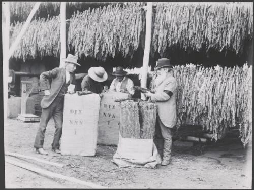 Baling and sampling tobacco, New South Wales [?], ca. 1900 [picture] / Kerry