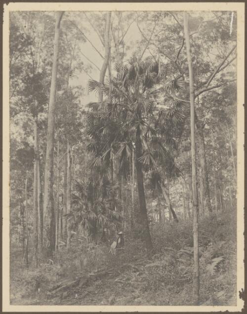 Charles Bennett's daughter standing under a cabbage-tree palm, South Coast, New South Wales, ca. 1900 [picture] / Charles Bennett