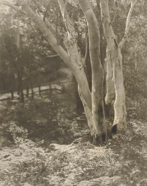 White gums, Vaucluse, 1903 [picture] / N.C. Deck