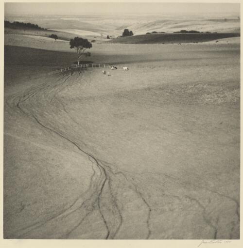 Cattle tracks [picture] / John B. Eaton
