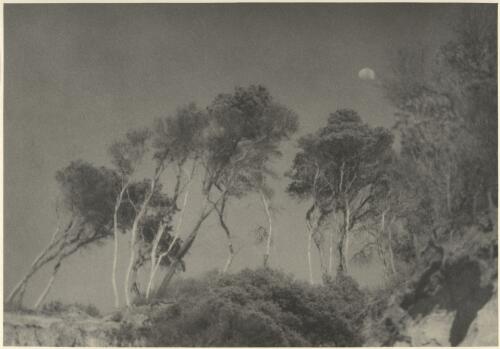 Gum trees, Strzelecki Ranges, Gippsland, Victoria [picture] / John B. Eaton