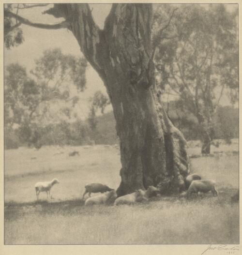 Sheep seeking shelter under large gum tree, Strzelecki Ranges, Gippsland, Victoria [picture] / John B. Eaton