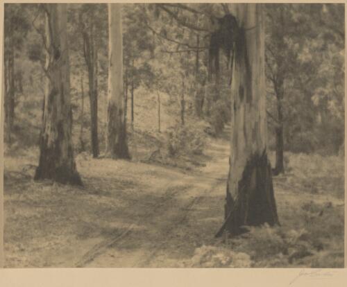 Track between gum trees, Strzelecki Ranges, Gippsland, Victoria [picture] / John B. Eaton