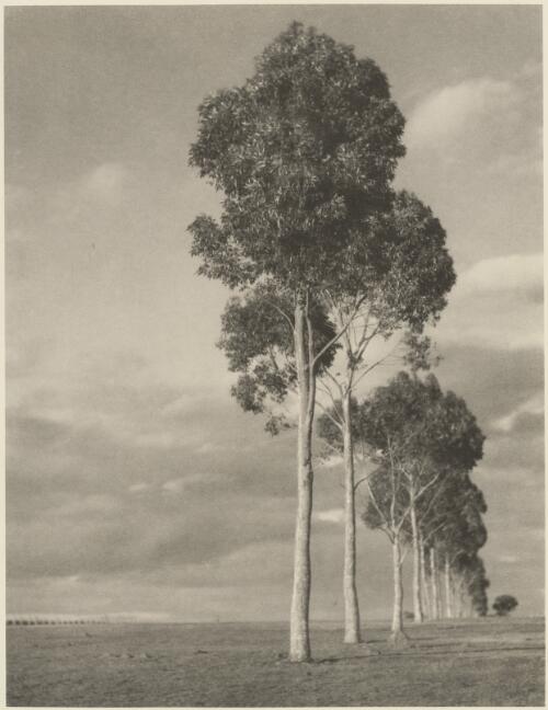 Row of gum trees, Victoria / John B. Eaton