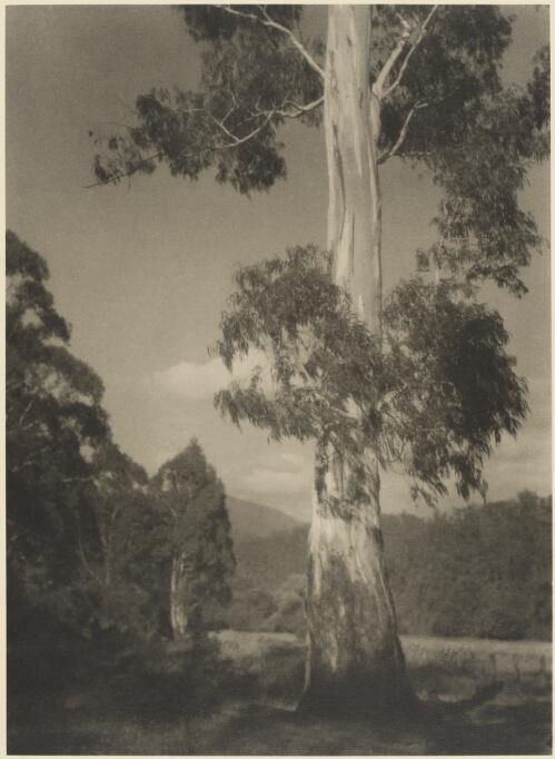Gum tree with distant hills, Victoria / John B. Eaton