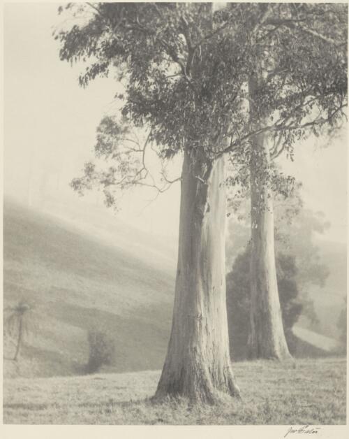Two gum trees on a crest of a hill, Victoria / Jno Eaton
