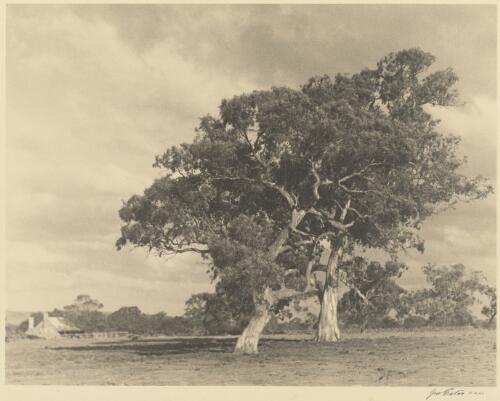 Two trees with a house in the background, Victoria / Jno Eaton