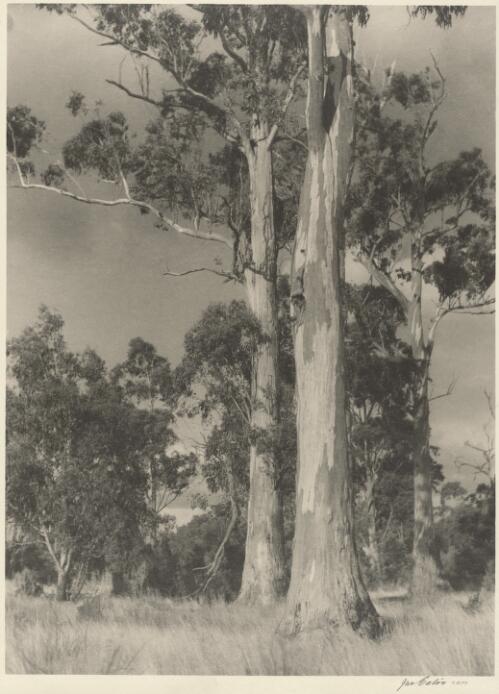 A group of tall gum trees, Victoria / Jno Eaton