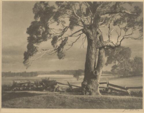 A veteran gum tree, Victoria / Jno Eaton