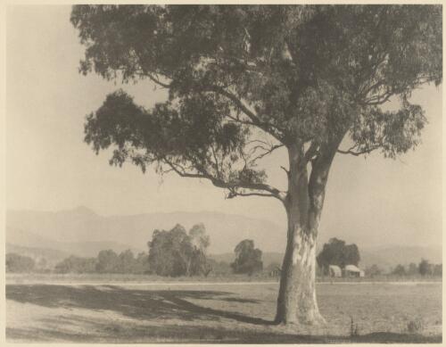 House beside a country road with a gum tree in the foreground, Victoria / John B. Eaton