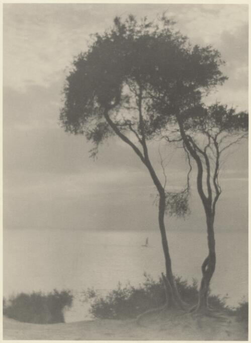 Trees on the edge of the beach, Victoria / John B. Eaton